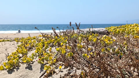 Lucy Sherriff Native wildflowers are now growing on Santa Monica Beach, which help sand dunes form to protect the beach from erosion and flooding (Credit: Lucy Sherriff)