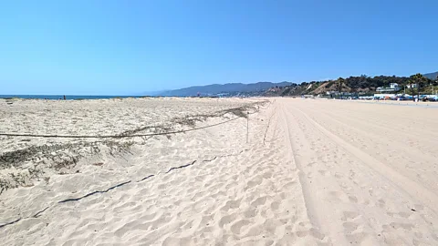 Lucy Sherriff The contrast between the restored habitat and the flat, empty beach can be clearly seen on a segment of Santa Monica Beach (Credit: Lucy Sherriff)