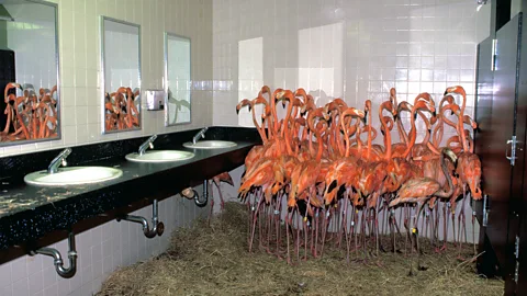 Ron Magill Flamingos shelter in a windowless toilet block on a bed of straw (Credit: Ron Magill)