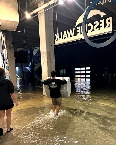 Clearwater Marine Aquarium Clearwater Marine Aquarium is one of those that sustained significant damage during Hurricane Helene (Credit: Clearwater Marine Aquarium)