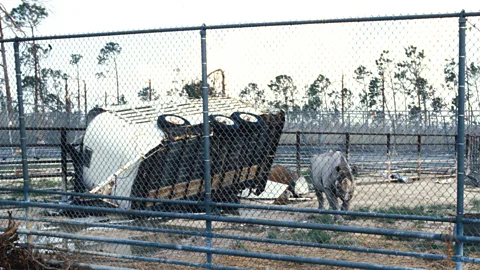 Ron Magill A trailer was flung into the enclosure of Toshi the black rhino during Hurricane Andrew left (Credit: Ron Magill)