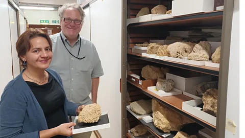 Sophie Hardach Coral experts Ken Johnson and Nadia Santodomingo display up to 30-million-year-old coral fossils at the Natural History Museum in London (Credit: Sophie Hardach)