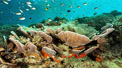 Fuente de la imagen Getty Images Image caption Una amplia variedad de vida marina prospera en el Triángulo de Coral.