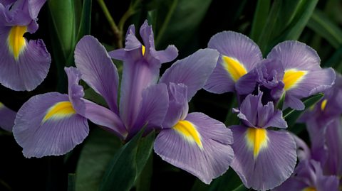 Bearded iris 