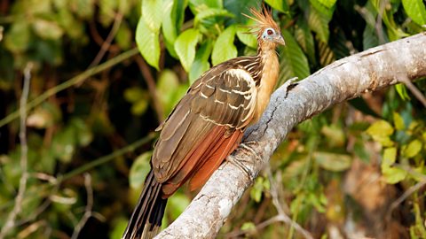 Hoatzin bird in a tree 