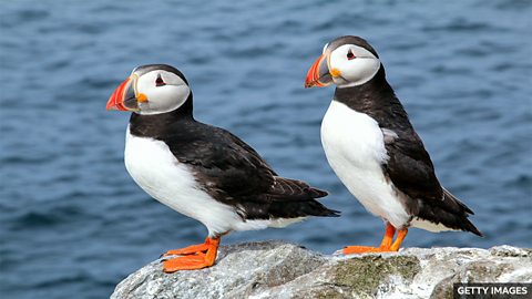 Farne Islands' puffin population increased 英国法恩群岛的海鹦鹉数量回升