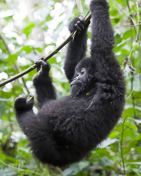 Getty Images Rwanda is one of the best examples of 'high value, low volume' tourism (Credit: Getty Images)