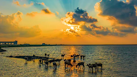 Getty Images World leaders have pledged to protect 30% of the world's land and oceans by 2030 (Credit: Getty Images)