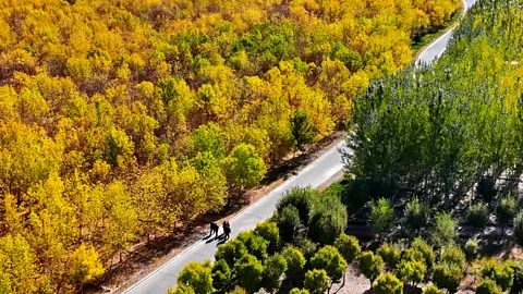 Getty Images When forests are properly protected, biodiversity thrives (Credit: Getty Images)