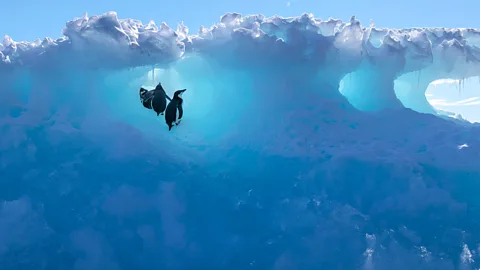 Getty Images Icebergs provide an important source of minerals to the ocean that can attract a wide range of life who come to feed around them (Credit: Getty Images)