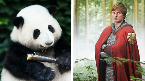 A panda and Bradley James dressed as King Arthur