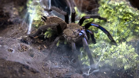 Getty Images Tarantulas help control insect populations and act as a food source for larger species (Credit: Getty Images)