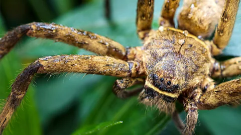 Getty Images Huntsman spiders don't build webs, and instead chase down their prey before injecting them with venom (Credit: Getty Images)