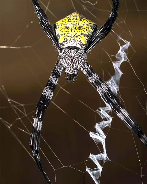 Alamy Banana spiders are abundant in Guam’s forests, where they build large webs that are 50% bigger than those found on neighbouring islands (Credit: Alamy)