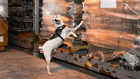 Alamy The US Department of Agriculture uses sniffer dogs to intercept brown tree snakes at Guam's ports and airports and prevent them from escaping to other islands (Credit: Alamy)