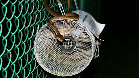 Alamy Wildlife officials regularly trap brown tree snakes in an attempt to reduce their numbers in certain parts of Guam (Credit: Alamy)