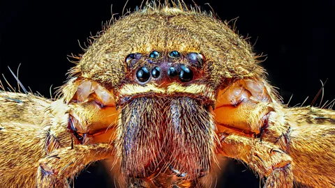 Alamy A close up of a huntsman spider, Heteropoda venatoria (Credit: Alamy)