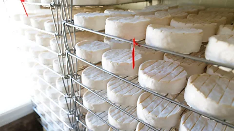 Getty Images A consumer desire for homogeneity in cheese has come at a cost; just one strain of mould is now used in the production of Camembert (Credit: Getty Images)