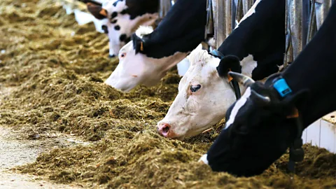 Getty Images Due to unseasonable dryness last summer, some farmers have been forced to supplement their cattle's feed with hay (Credit: Getty Images)