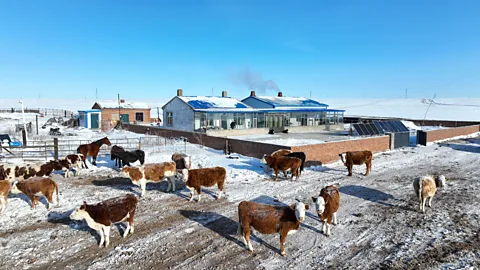 Alamy Muchas comunidades tradicionalmente nómadas de Mongolia ahora llevan una vida más sedentaria (Crédito: Alamy)