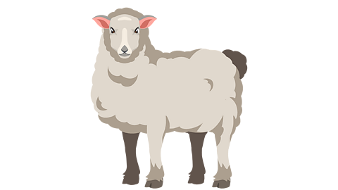 A sheep