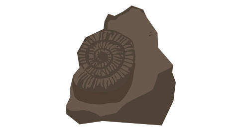 Ammonite fossil.