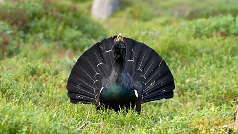 Cairngorms Capercaillie Project A male capercaillie displaying his fan tail (Credit: Cairngorms Capercaillie Project)