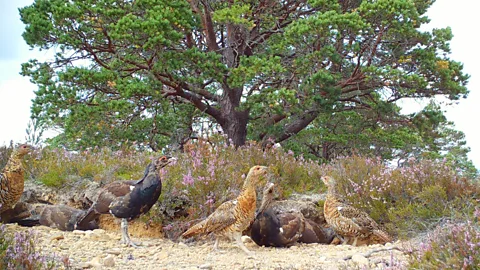 Jack Bamber The longer-term impact on capercaillie population of newer interventions such as diversionary feeding and reducing disturbance by people is not yet known (Credit: Jack Bamber)