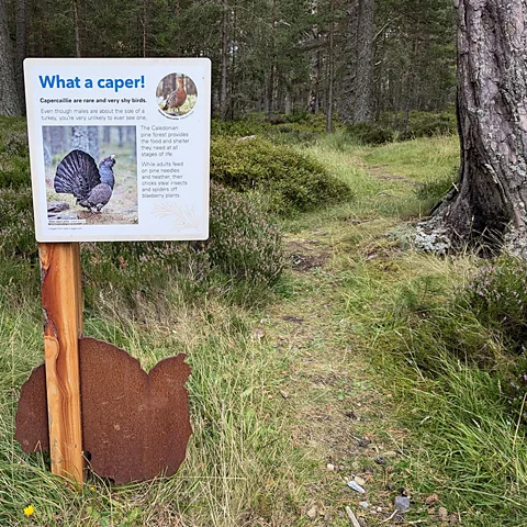 Jocelyn Timperley/BBC Caledonian pine forests such as those in the Cairngorms are ideal for capercaillie, but are often severely fragmented in Scotland (Credit: Jocelyn Timperley/ BBC)