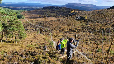 Cairngorms Capercaillie Project Marking fences has been shown to hugely reduce deaths from capercaillie flying into them (Credit: Cairngorms Capercaillie Project)