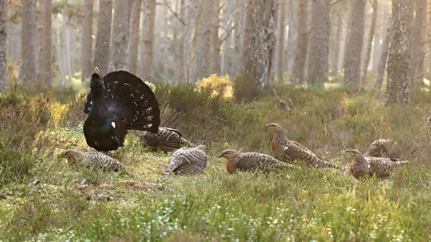 Cairngorms Capercaillie Project A photo of a lek (taken under licence) distributed to those looking for capercaillie images to avoid photographers disrupting the birds (Credit: Cairngorms Capercaillie Project)