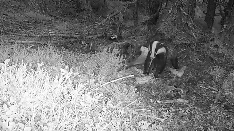 Jack Bamber A badger feeds on deer meat at a feeding station – research shows such stations could dramatically reduce predation on capercaillie eggs and chicks (Credit: Jack Bamber)