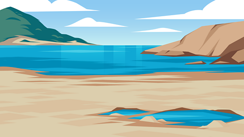 A coastal habitat