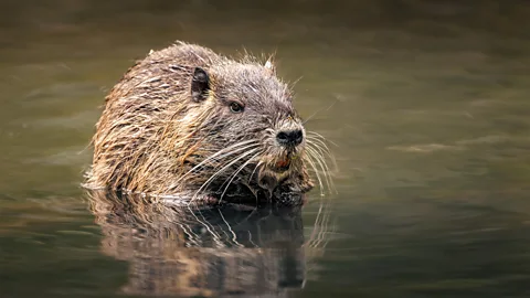 Getty Images The coypu, nutria, swamp beaver or swamp rat (Credit: Getty Images)