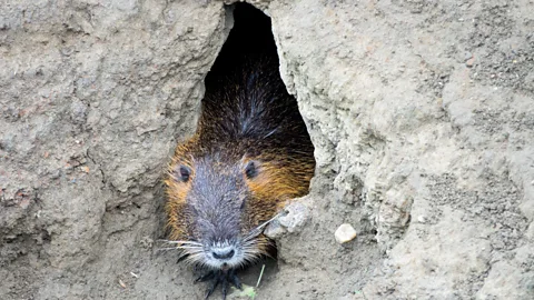 Alamy The coypu's burrows, such as this one pictured in the Czech Republic, can destabilise riverbanks and accelerate erosion (Credit: Alamy)