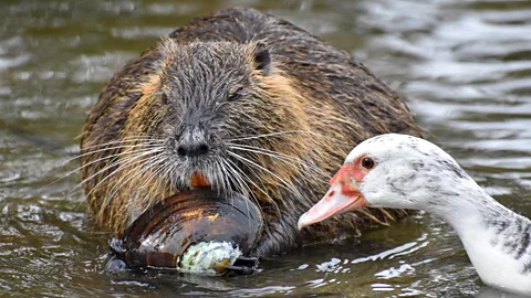 Getty Images Coypu may not harm waterbirds directly, but they can put pressure on them indirectly (Credit: Getty Images)