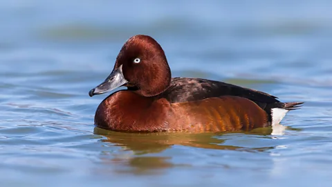 Alamy The ferruginous duck is one species that can thrive in healthy wetlands (Credit: Alamy)