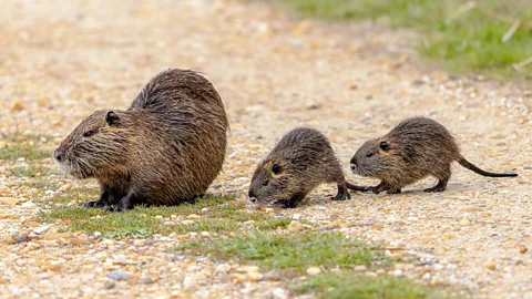 Getty Images Coypu can have several young in a litter, and several litters a year, so their populations can swell very rapidly (Credit: Getty Images)