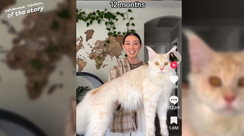 A woman holds a giant Maine Coon cat.