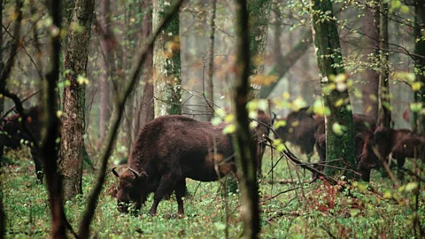 Getty Images Białowieża Forest is the last refuge for wild bison in Europe, after they were nearly hunted to extinction (Credit: Getty Images)