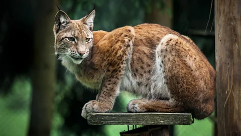 Getty Images Along with wolves, otters and European bison, Białowieża Forest supports a population of lynx (Credit: Getty Images)