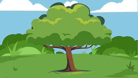 A tree in a outdoor scene