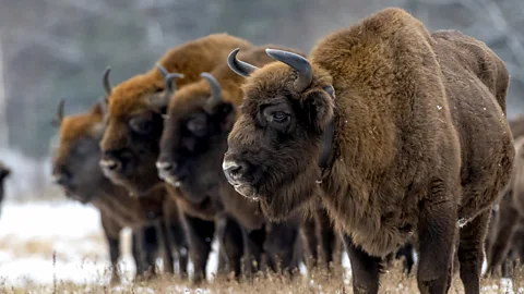 Getty Images A European bison in Białowieża Forest, Poland (Credit: Getty Images)