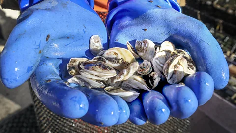 Getty Images New York's oysters today are a lot smaller than the plate-sized bivalves of Charles Dickens' time (Credit: Getty Images)