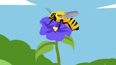An illustration of a bee on a flower