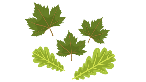 Oak and sycamore leaves