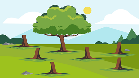 Tree stumps in a field