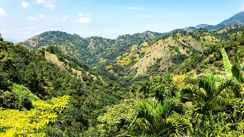 Alamy Some of the world's best coffee is produced in Jamaica's Blue Mountains, where you can visit coffee plantations and learn about the coffee-making process (Credit: Alamy)