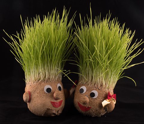 Two circular doll heads made of wood shavings with wheat sprouting from their heads