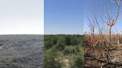 Ant Group Results of the Ant Forest programme on a single plot of land, before and after planting sea buckthorn shrubs in 2019 and 2022, and after they fruited in 2023 (Credit: Ant Group)